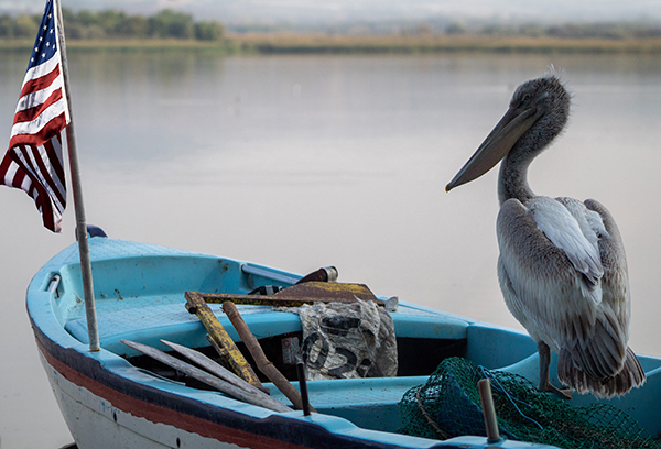 Long-beaked pelican captain watching the bay on a blue boat